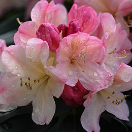 Rododendro enano 'Percy Wiseman'